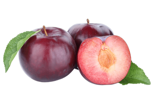 δαμσκηνα φυτωρια νεζιρ kerasia, kerasies